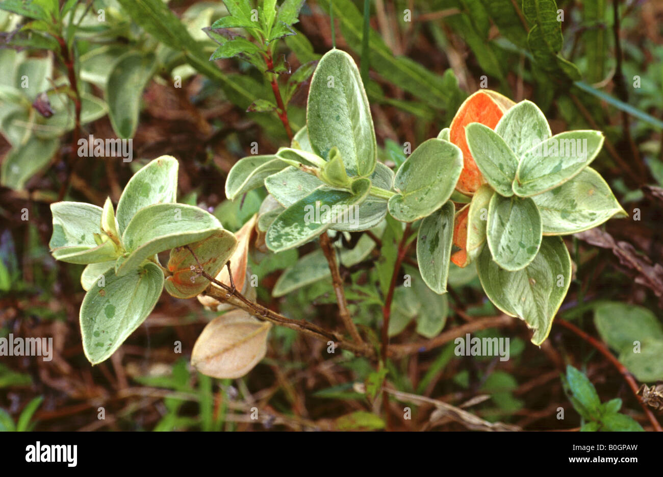 Details of plant hi-res stock photography and images - Alamy