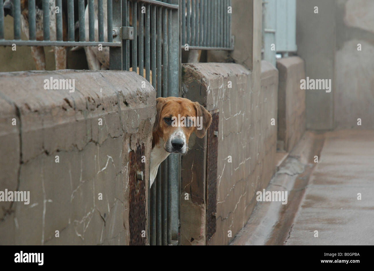 Foxhound looks out of kennel gate Stock Photo