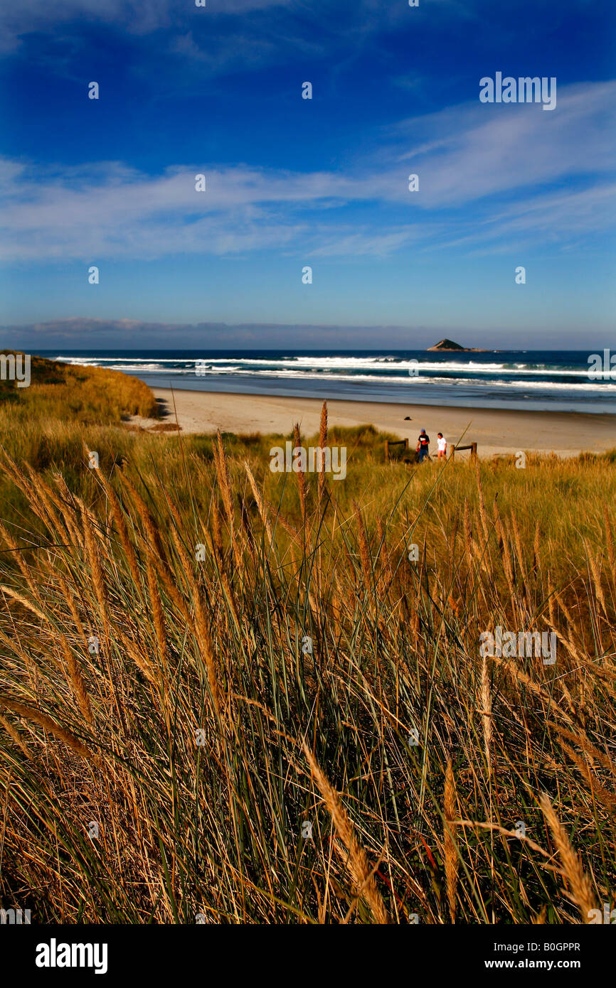 Marram grass St Clairs beach Dunedin New Zealand Stock Photo