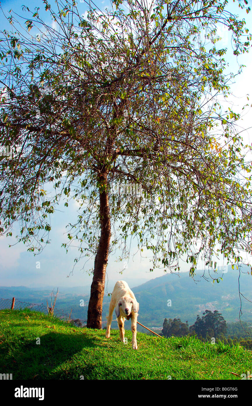 Ooty, one of the beautiful resorts in Tamilnadu, India. Ooty is popular