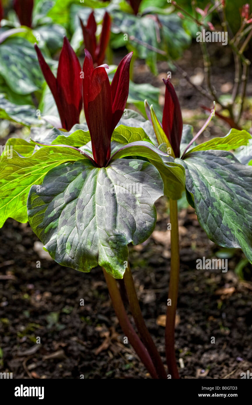 Trillium chloropetalum - Wood Lilies Stock Photo