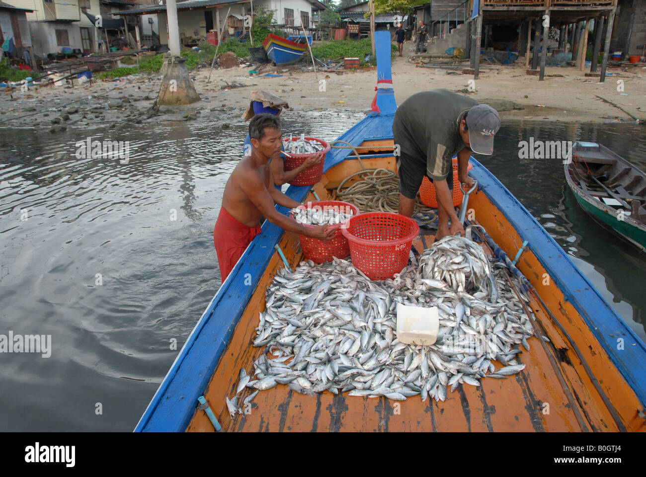 fishermen are shovelling small fishes after coming back from fishing in the sea, koh samui, thailand Stock Photo