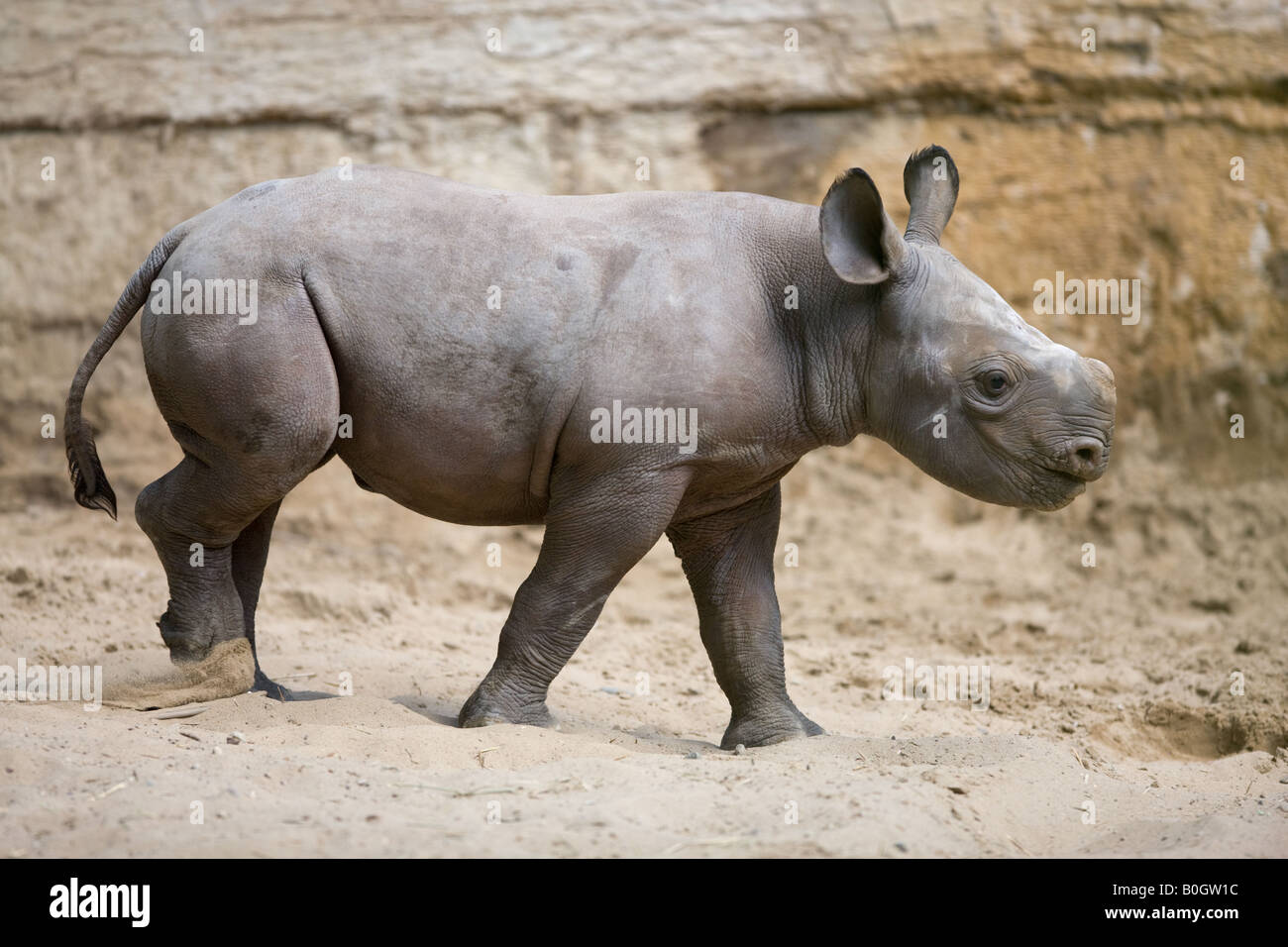 young Black rhino closeup - Diceros bicornis Stock Photo