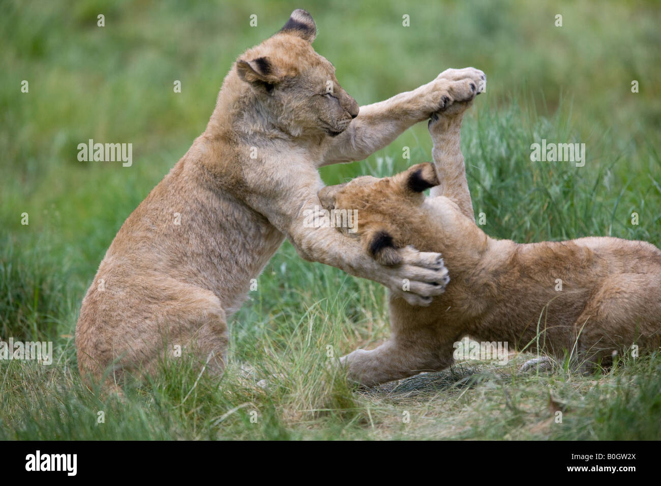 two young Lions fighting playfully - Panthera leo Stock Photo