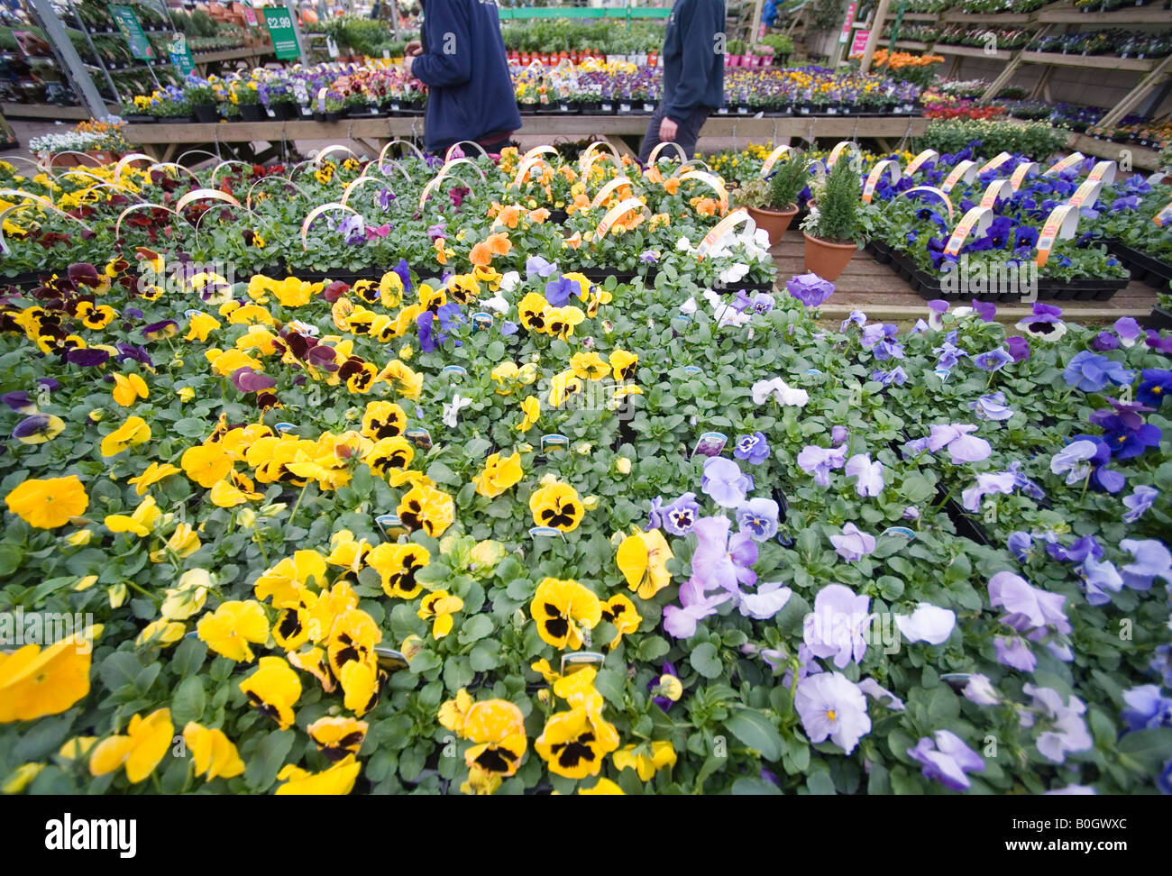 Gardeners Tend Rows Of Pansies At A Dobbies Garden Centre Stock
