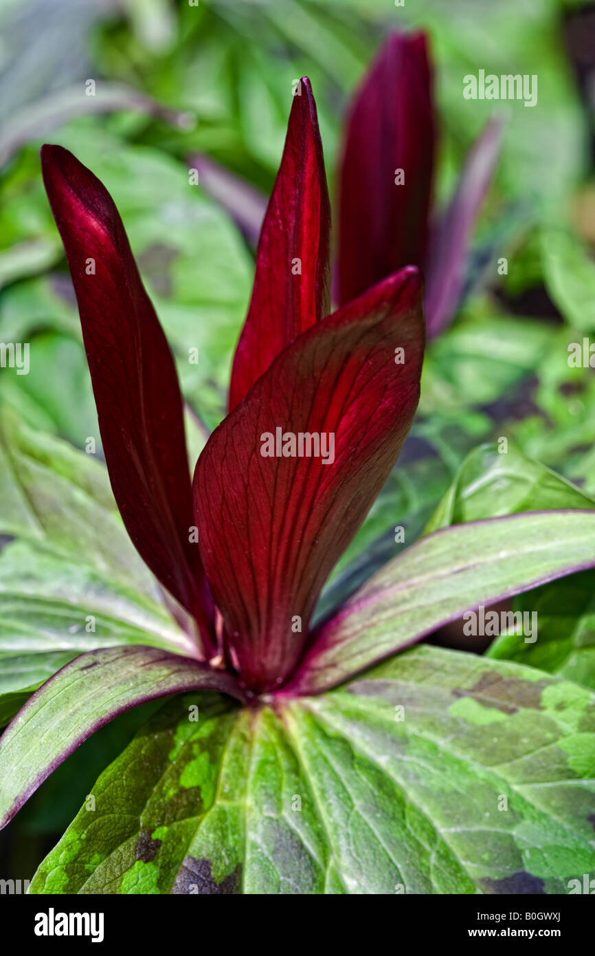 Trillium chloropetalum - Wood Lily Stock Photo