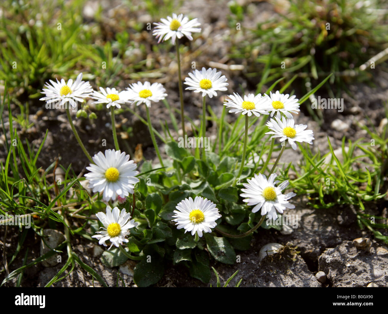 Common Daisy, Lawn Daisy or English Daisy, Bellis perennis, Asteraceae Stock Photo