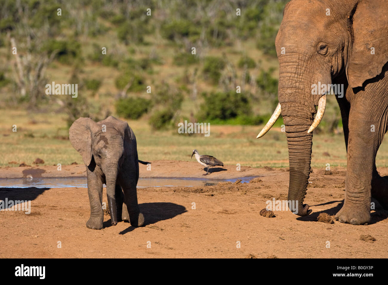 elephant mother with young Stock Photo