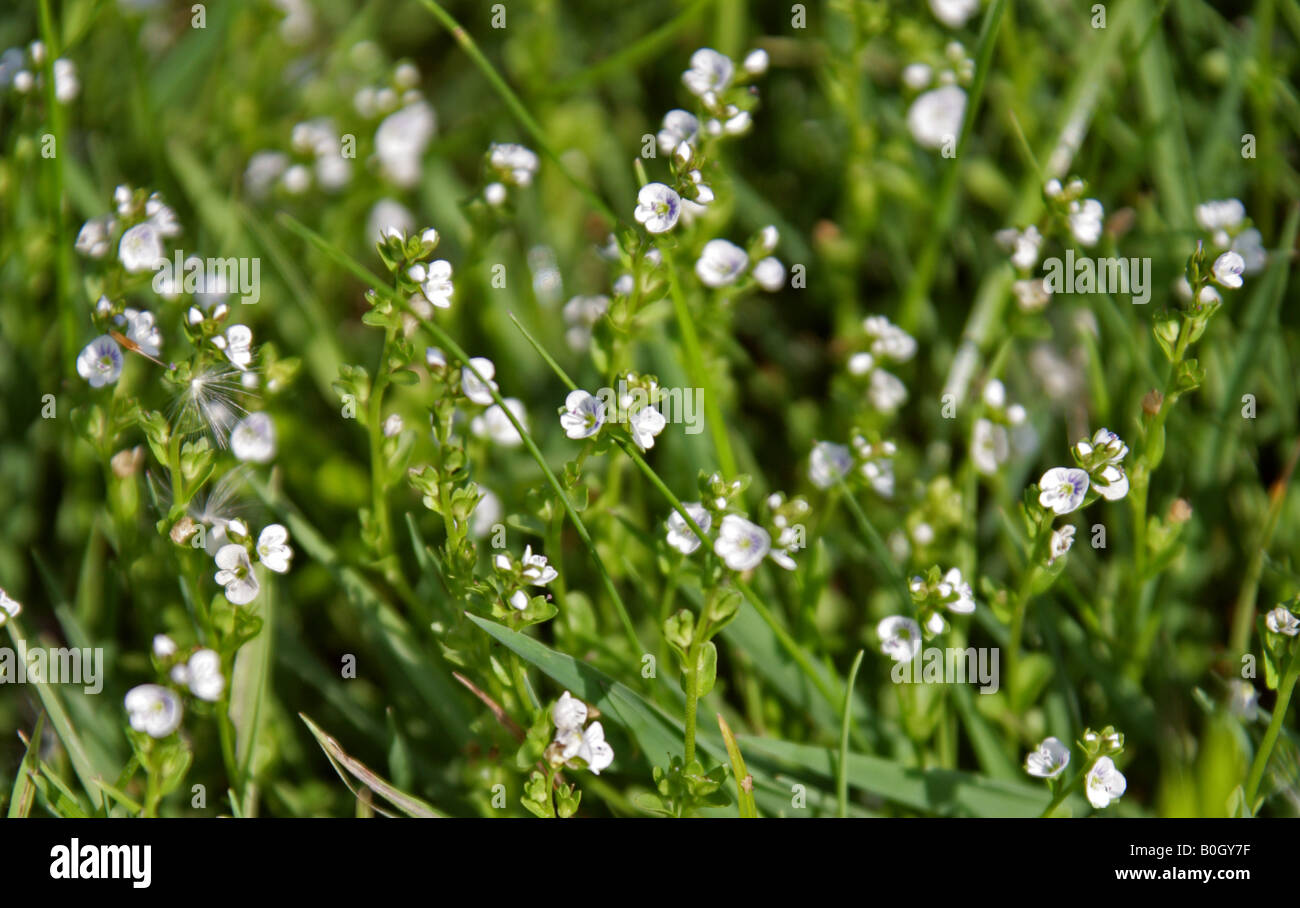 Thyme Leaved Speedwell, Veronica serpyllifolia, Plantaginaceae Stock