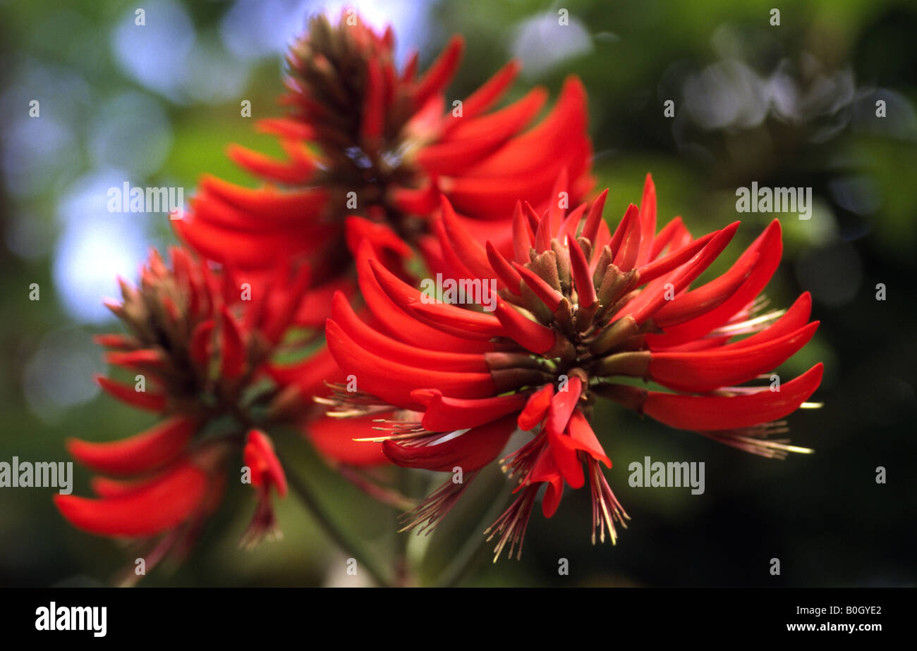 Erythrina speciosa flowers Stock Photo