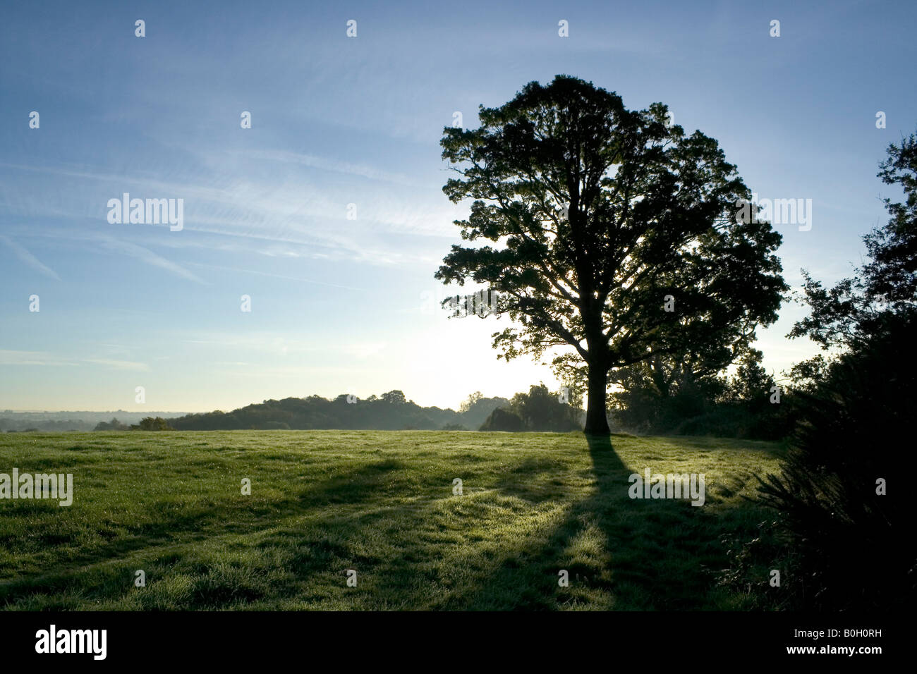 A country scene with the sunobscured behind a tree Stock Photo