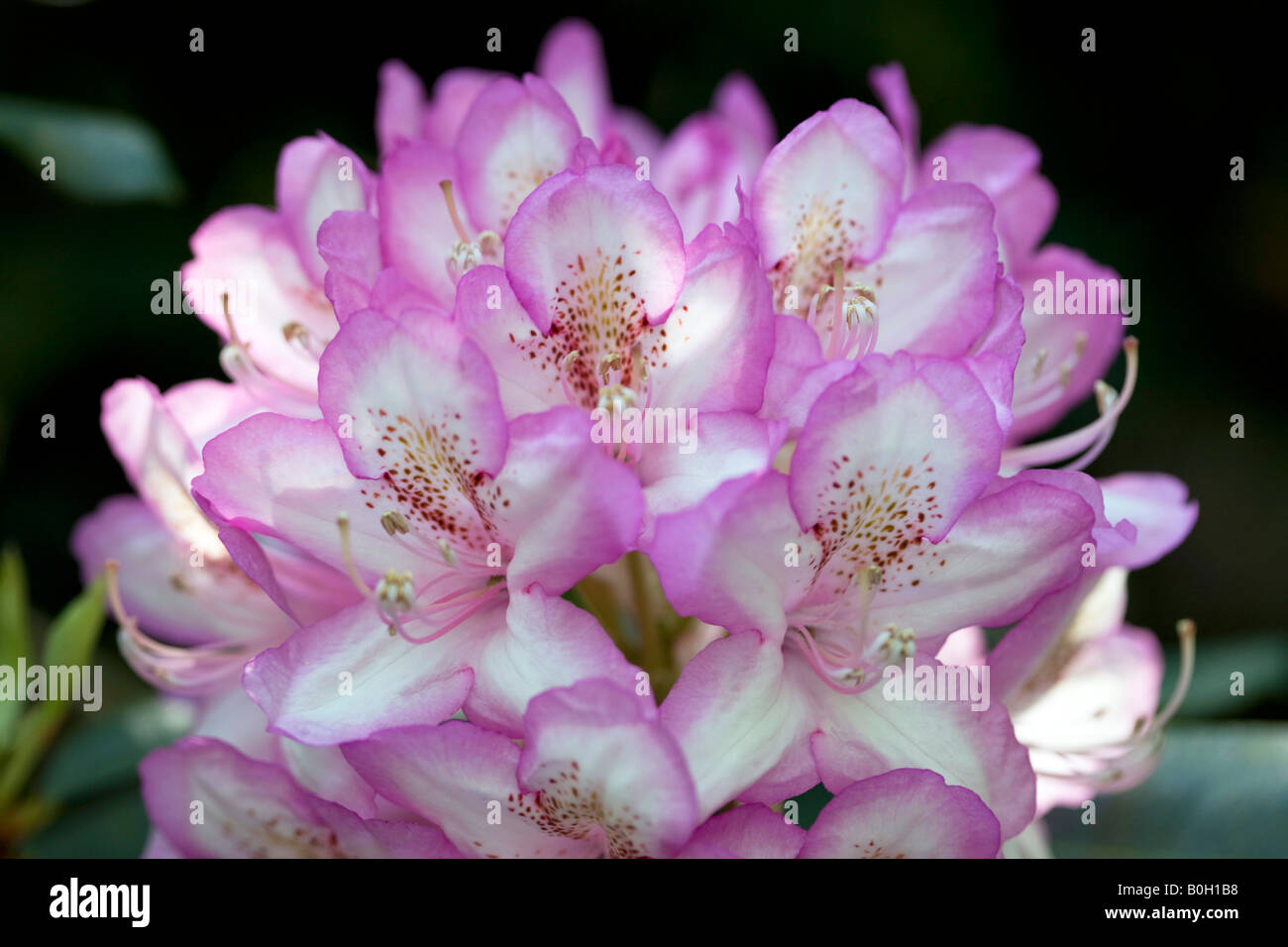 Rhododendron in the Spring Stock Photo - Alamy
