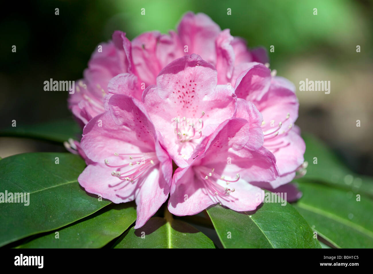 Rhododendron in the Spring Stock Photo - Alamy