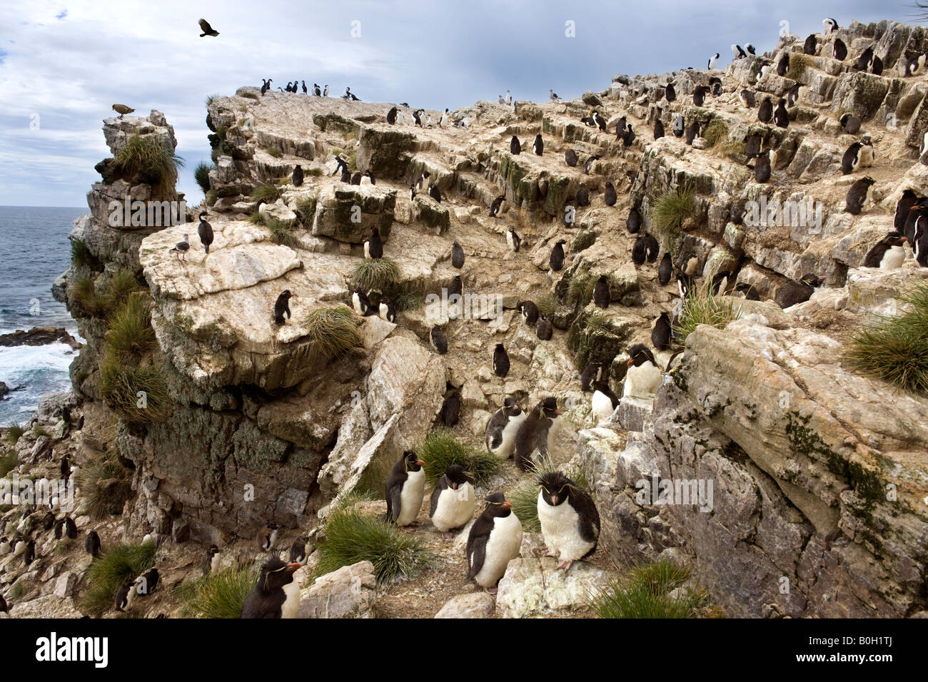 Rockhopper Penguin colony - Eudyptes Chrysocome - on Pebble Island in West Falkland in The Falkland Islands Stock Photo