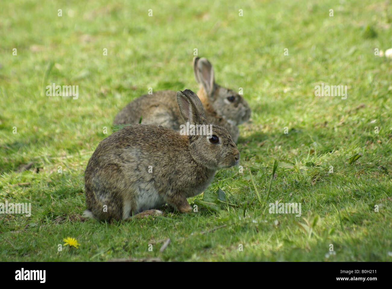 Rabbits in field Stock Photo Alamy