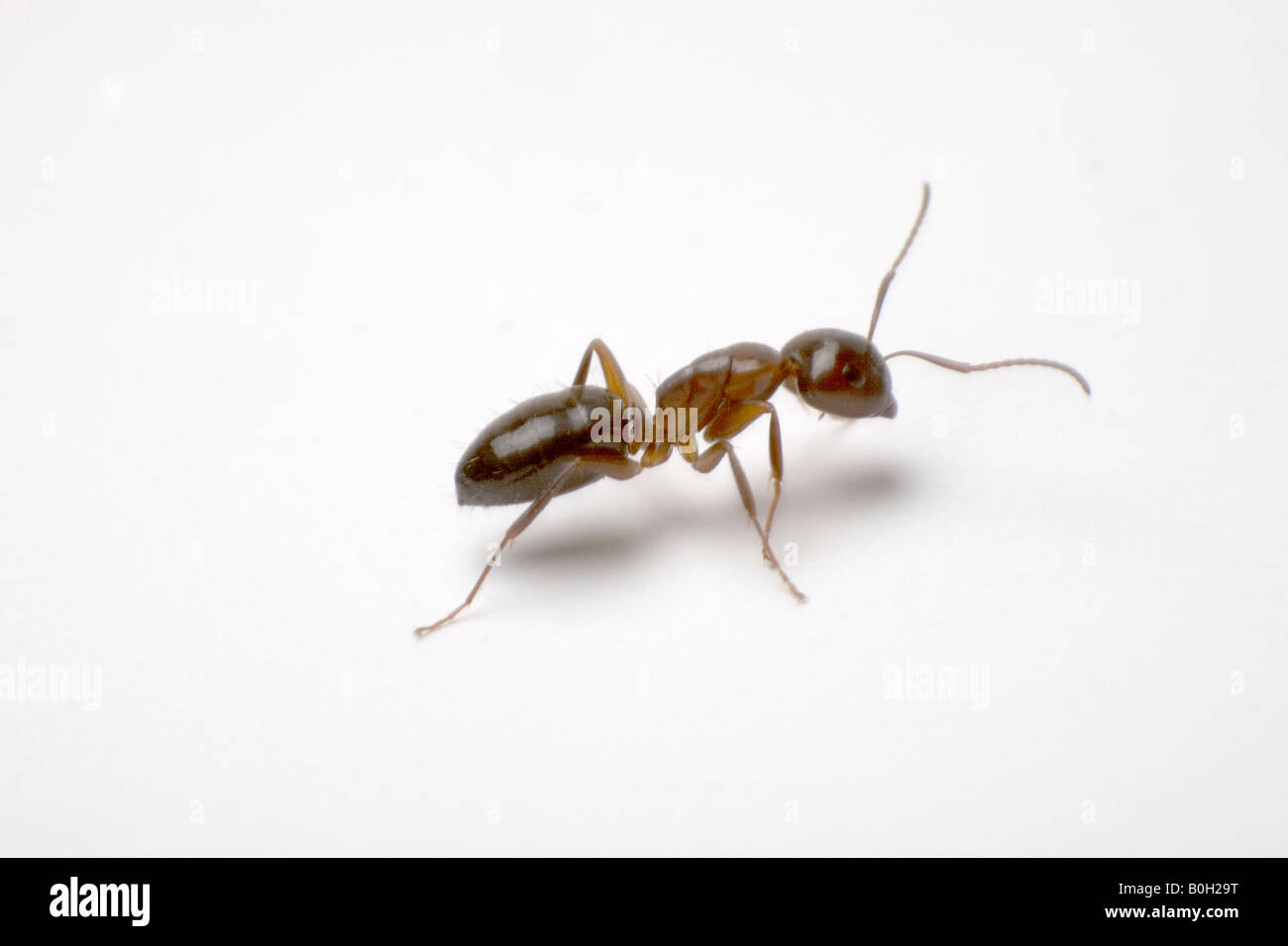 Ant closeup Stock Photo