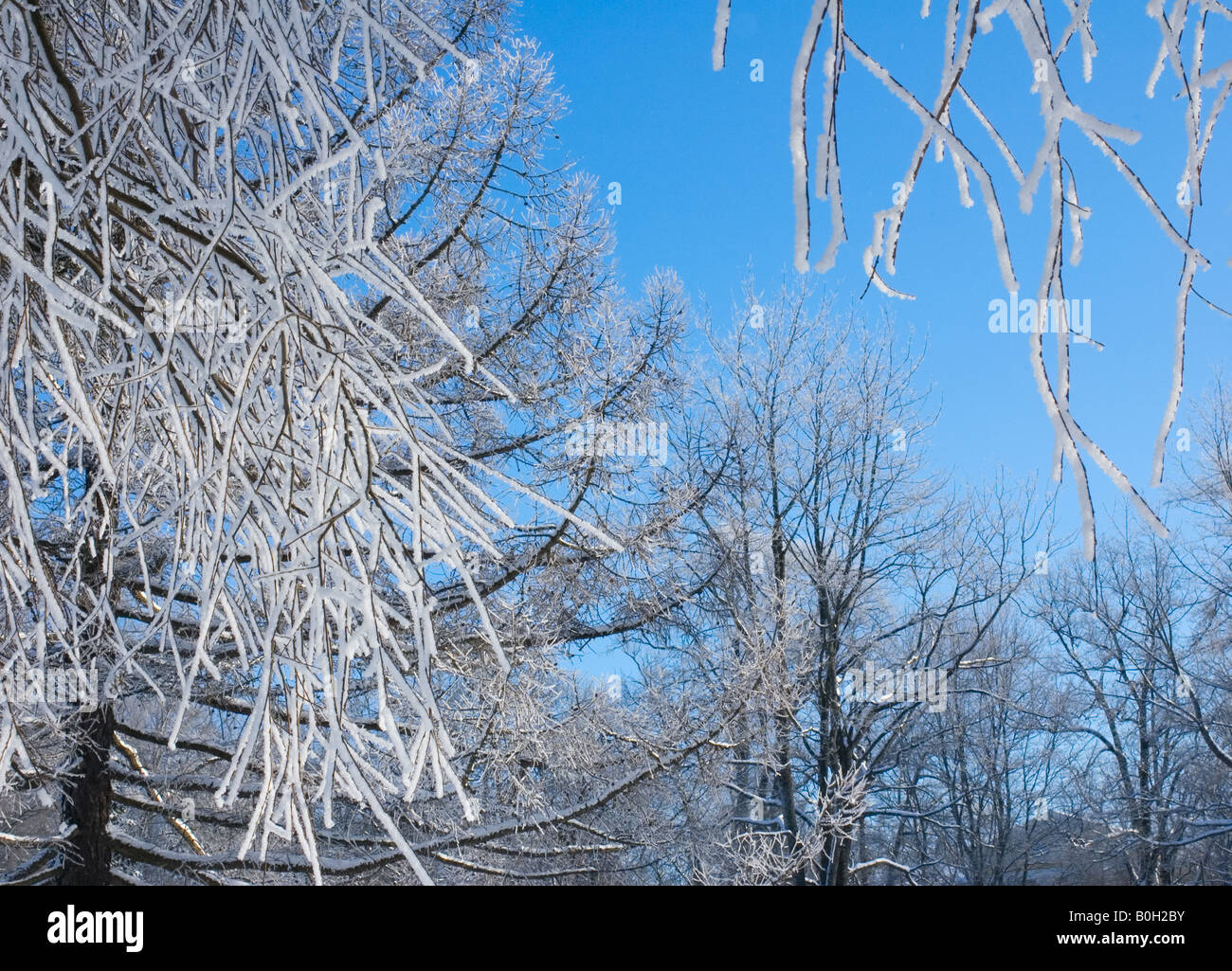 winter background tree branches covered with snow over blue sky shallow focus Stock Photo