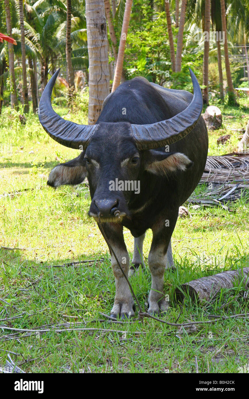 Water buffalo Stock Photo Alamy