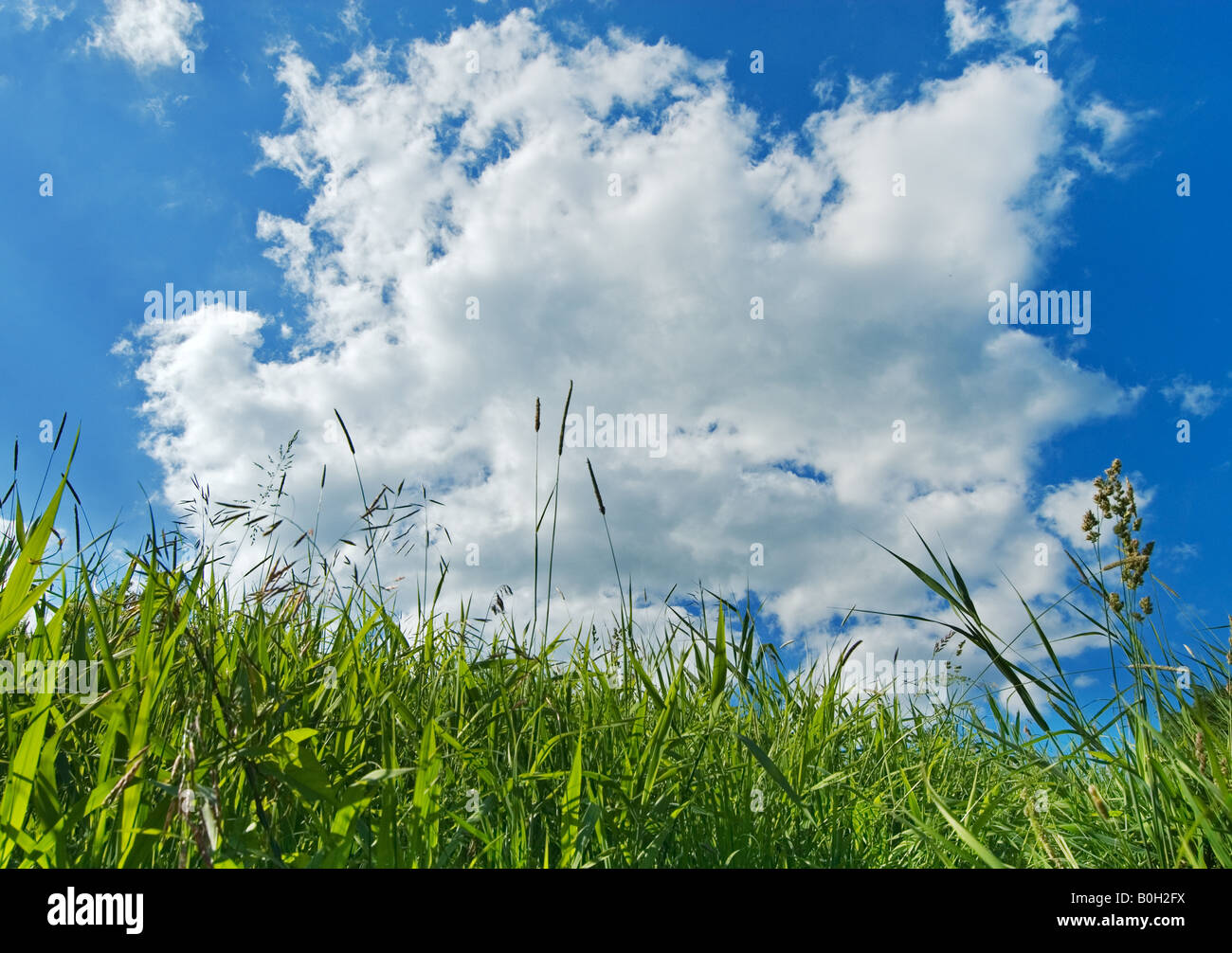 green grass and blue sky background Stock Photo - Alamy