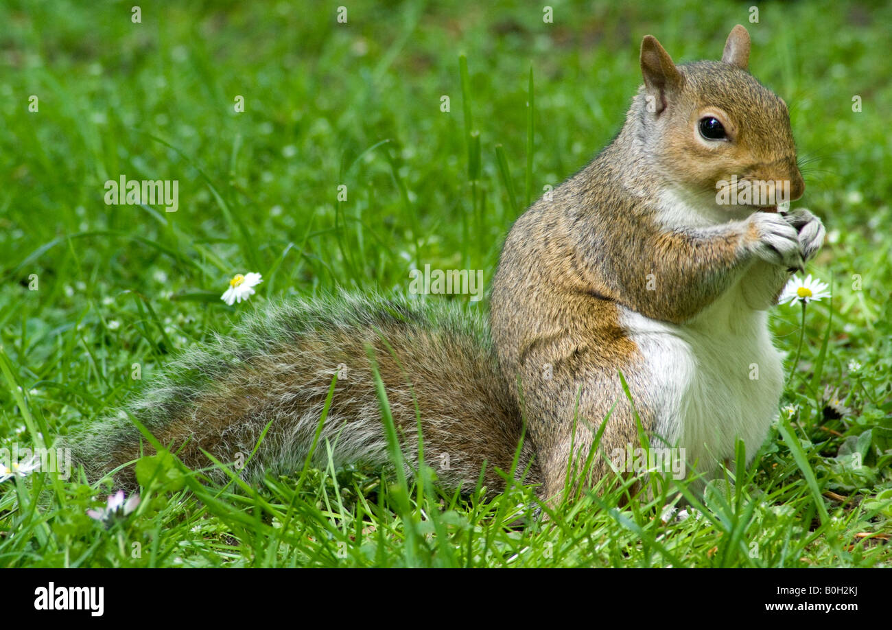 Grey Squirrel eating a nut Stock Photo Alamy