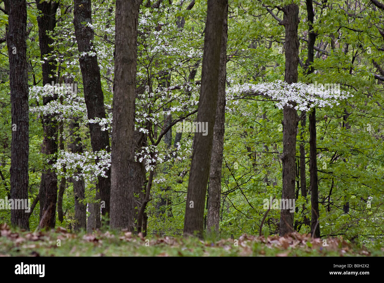 Dogwood trees grow in the forest in Missouri Stock Photo Alamy