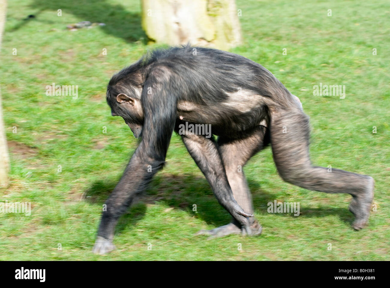 Foto de Sessão Jovem Chimpanzé Simia Troglodytes Na Frente De Um