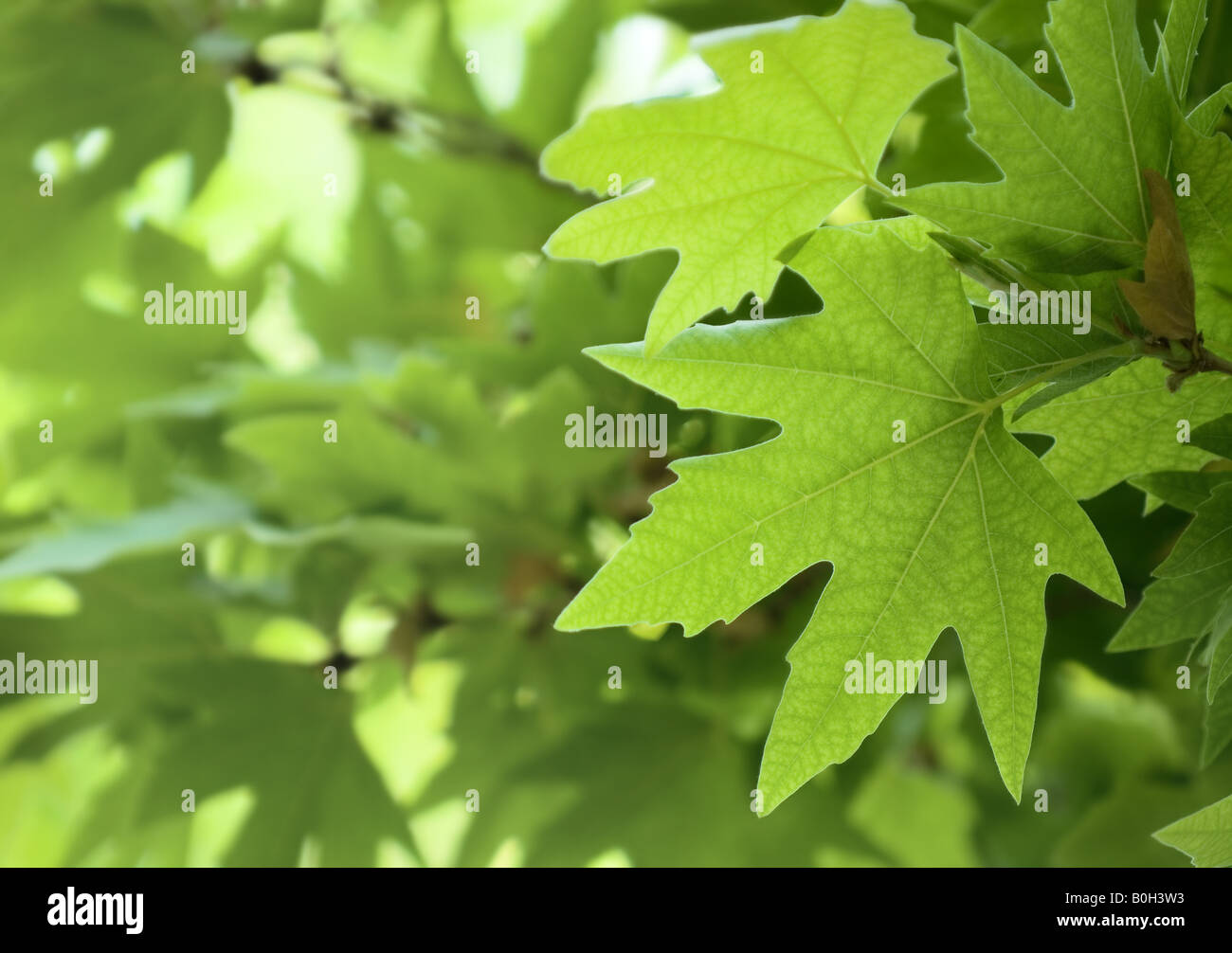green leaves shallow focus Stock Photo