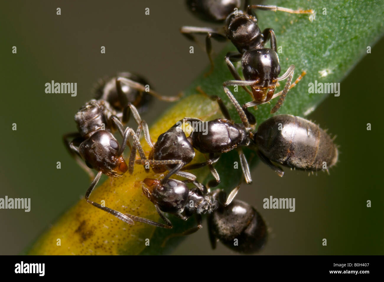 Ants feeding on honeydew from soft brown scale Stock Photo Alamy
