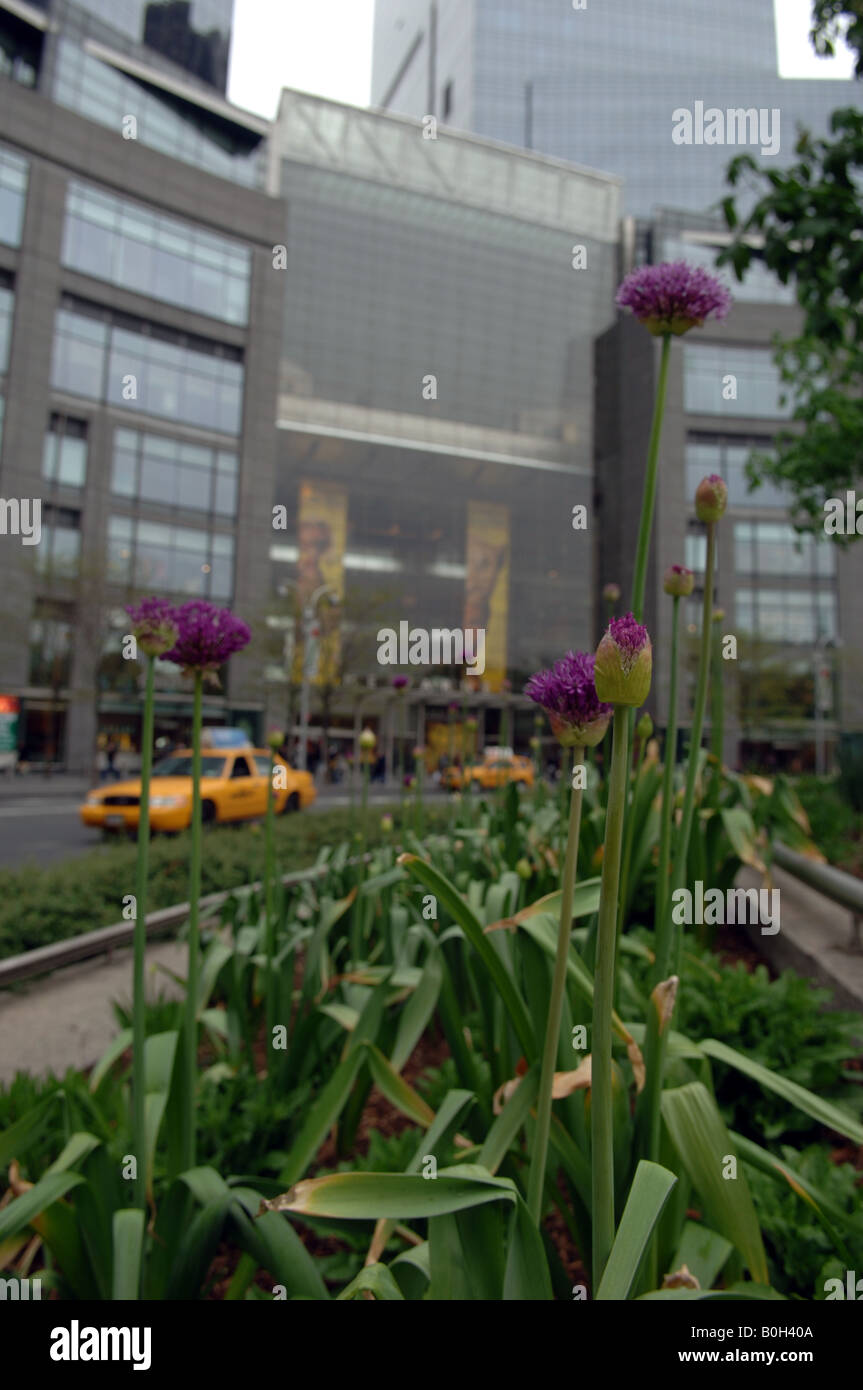 Alliums planted in Columbus Circle in New York opposite the Time Warner Center Stock Photo