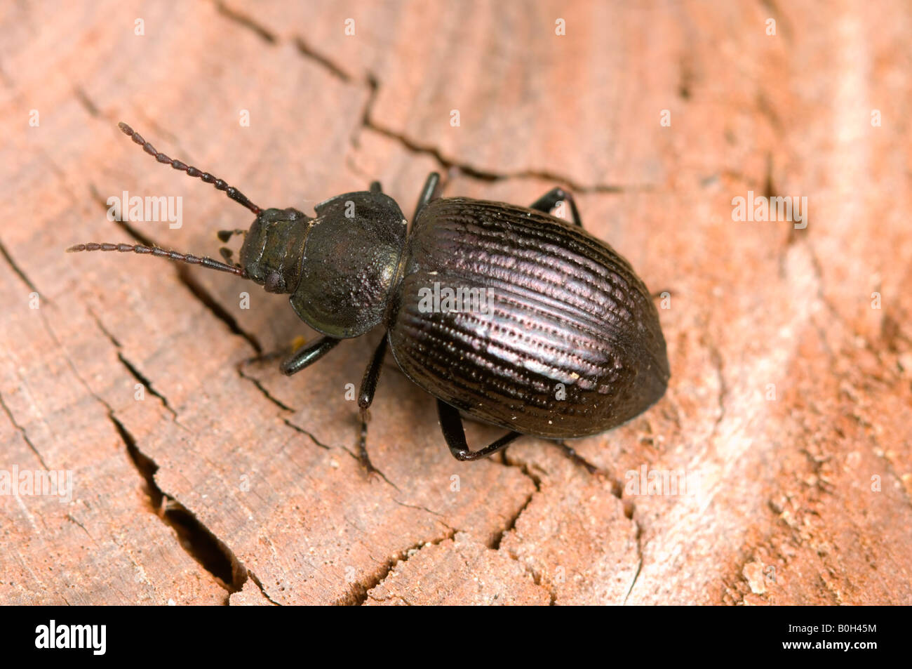 Australian darkling beetle Stock Photo Alamy