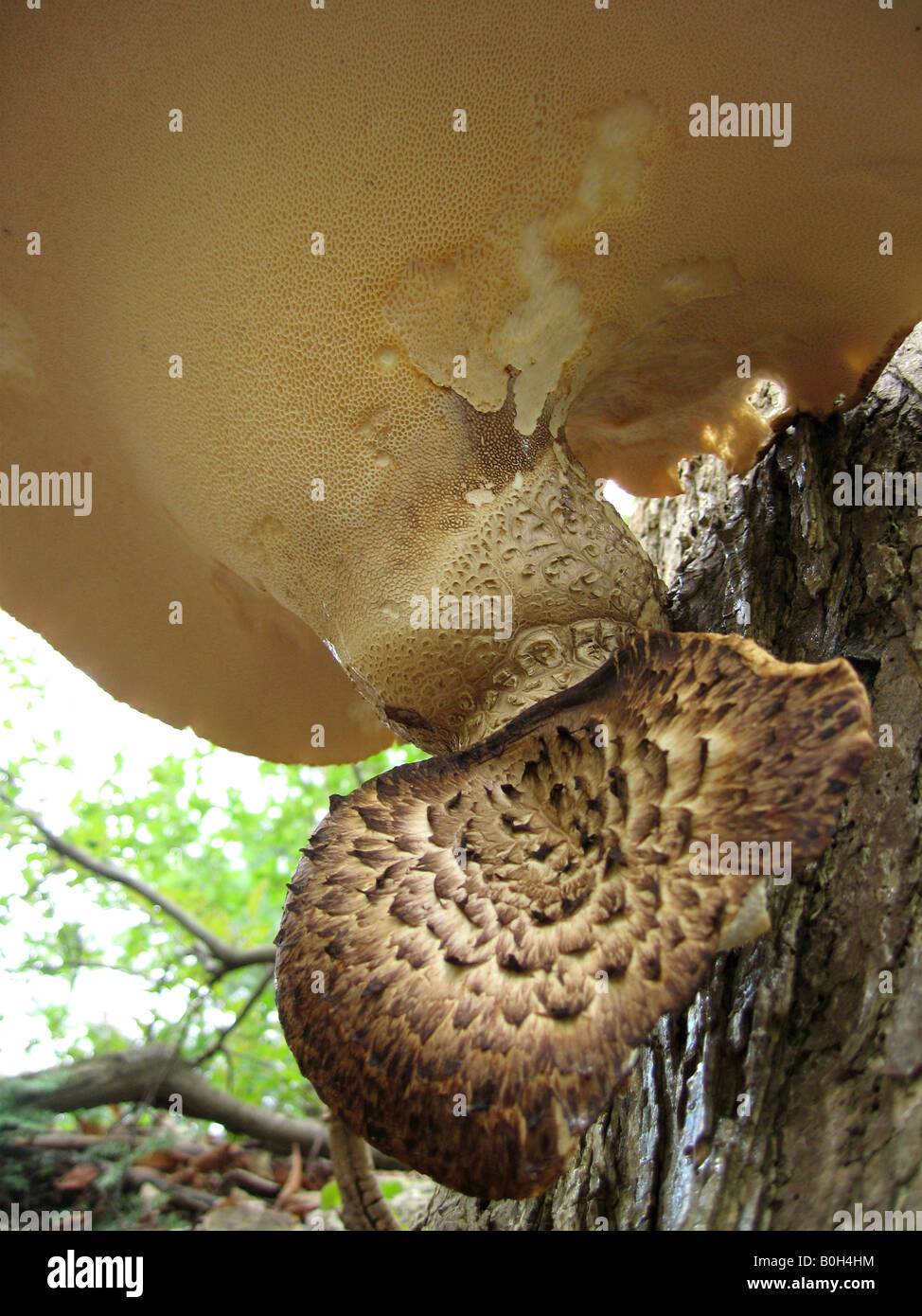 An underside view of a polyporus squamosus (Drads saddle) with the small pores visible that the plant uses to aid respiration. Stock Photo