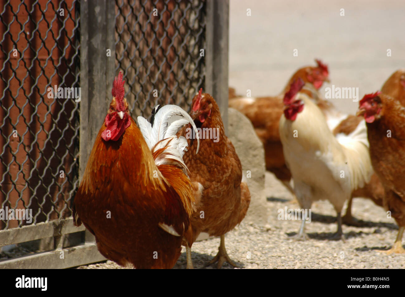 Poultry Stock Photo