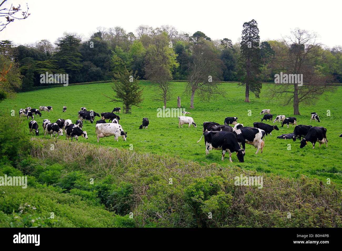 Herd of Friesian cows near Wells Somerset UK Stock Photo
