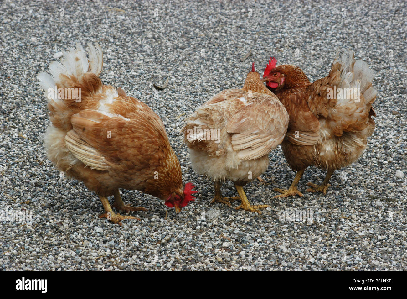 Hens Stock Photo - Alamy