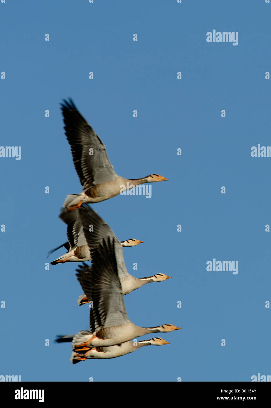 Bar headed geese in flight Yunnan China Stock Photo