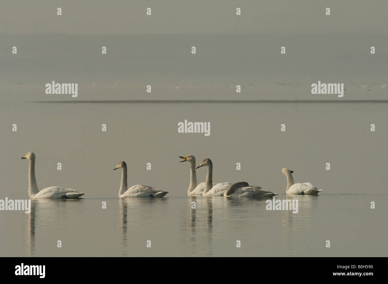 Whooper swans Cygnus cygnus in coastal bay Rongcheng Swan Natural Reserve in morning Shandong China Stock Photo