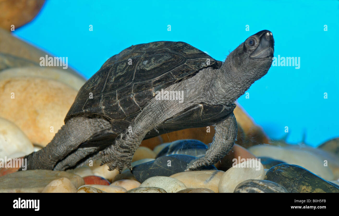 Chinese three keeled pond turtle Chinemys reevesii lives in upper reaches of the Yangtze Stock Photo