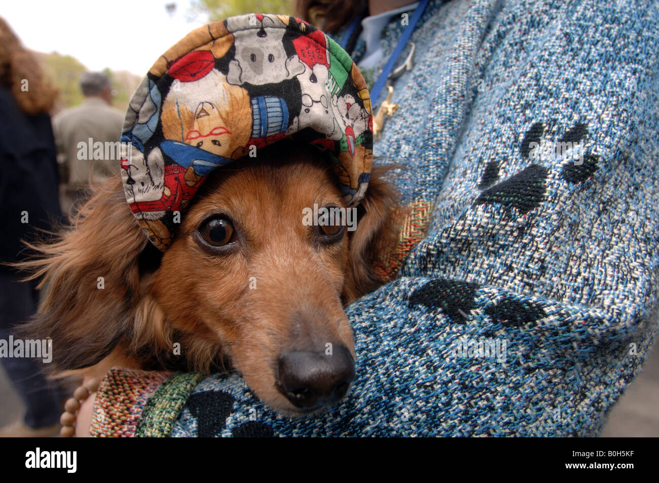 Dachshunds accompanied by their owners gather in Washington Square Park in Greenwich Village in New York Stock Photo