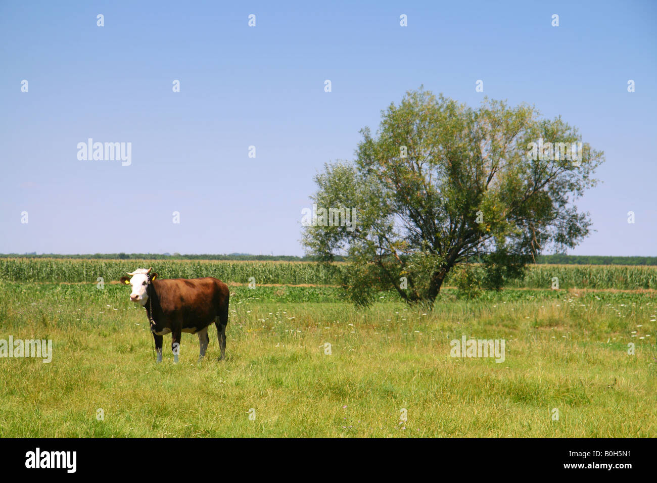 Cow on a meadow Stock Photo - Alamy