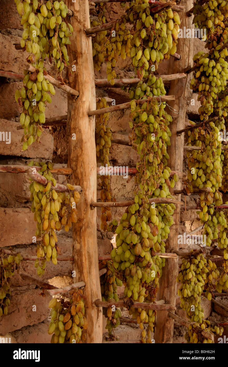 Grapes hang to dry in grape house for 30 days to form sultanas near