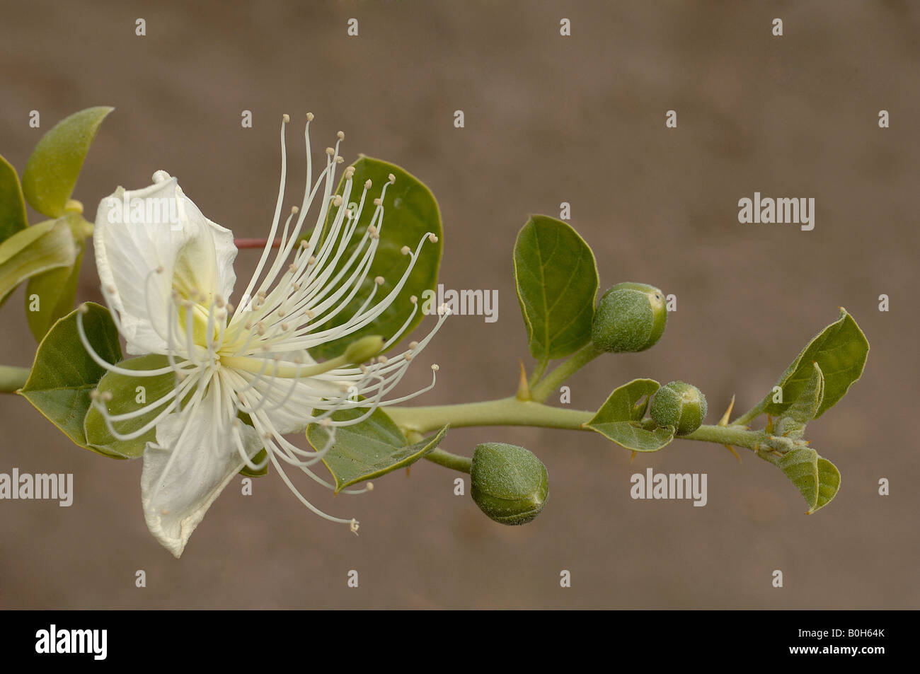 Caper buds and flowers Capparis spinosa in desert near Turpan China Stock Photo