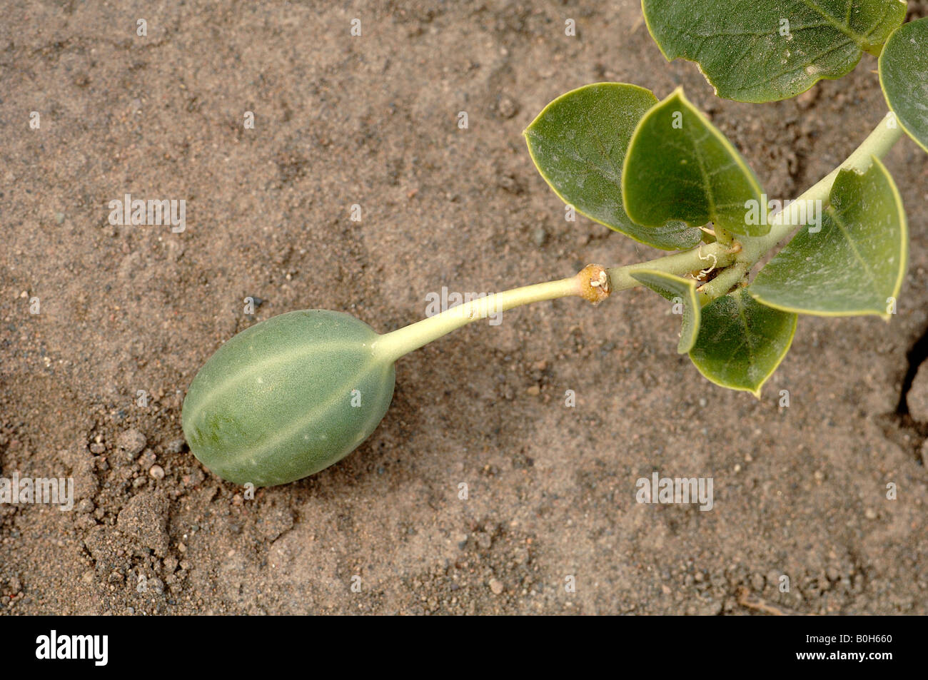 Caper Capparis spinosa fruit in desert nr Turpan China Fruits used in traditional Chinese medicine TCM Stock Photo