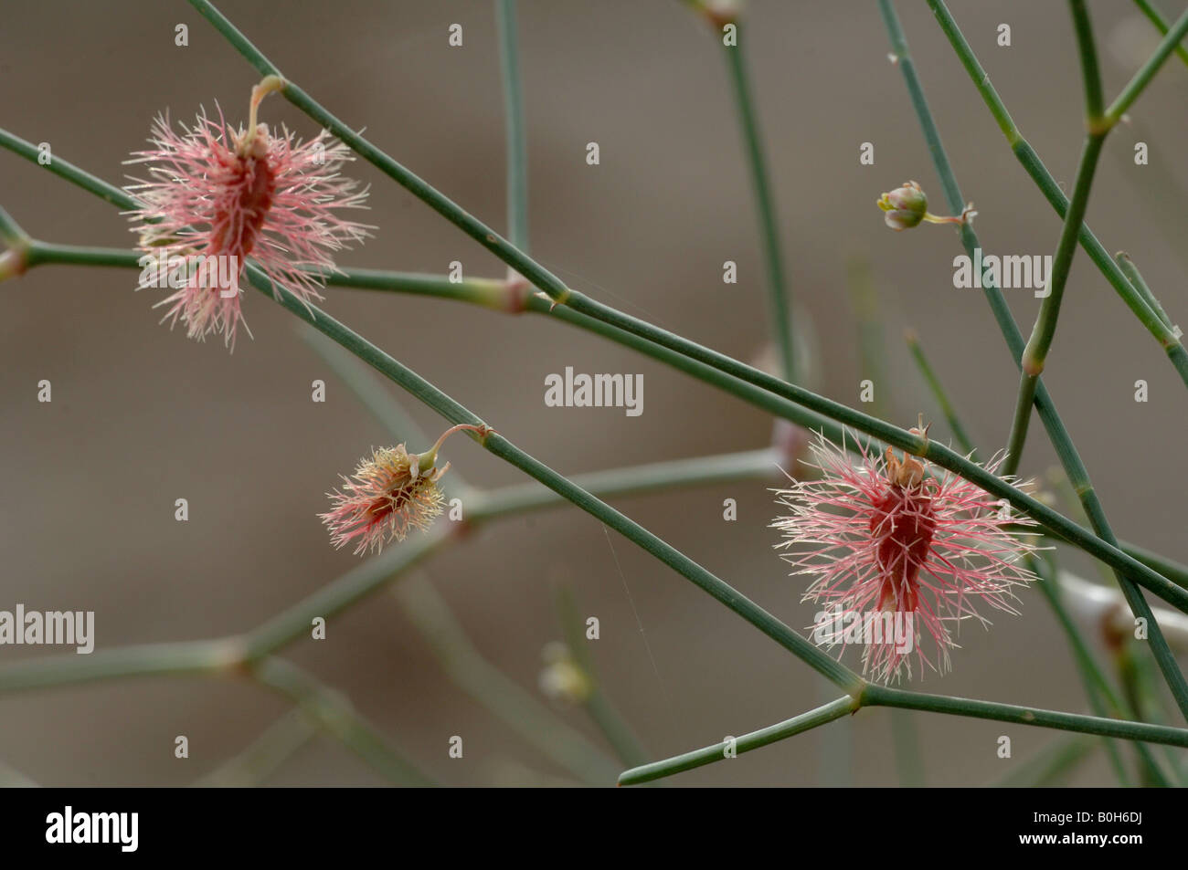 Fruit of Calligonum in desert Turpan China Seed in centre when fruit dries it is bowled along the sand by the wind Stock Photo