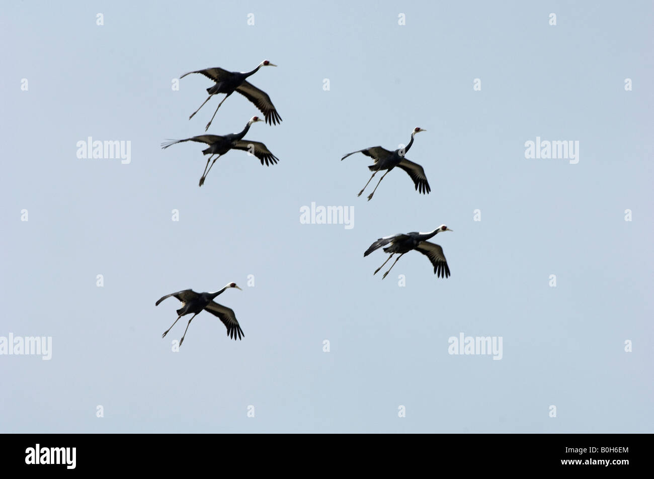 Hooded cranes Grus monacha in flight Stock Photo - Alamy