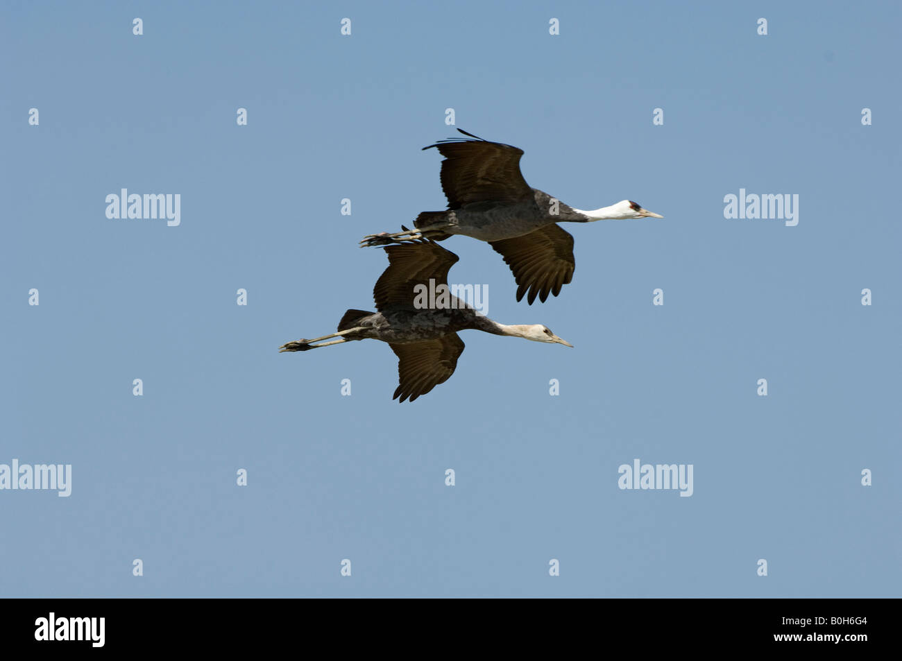 Hooded cranes Grus monacha in flight Stock Photo - Alamy