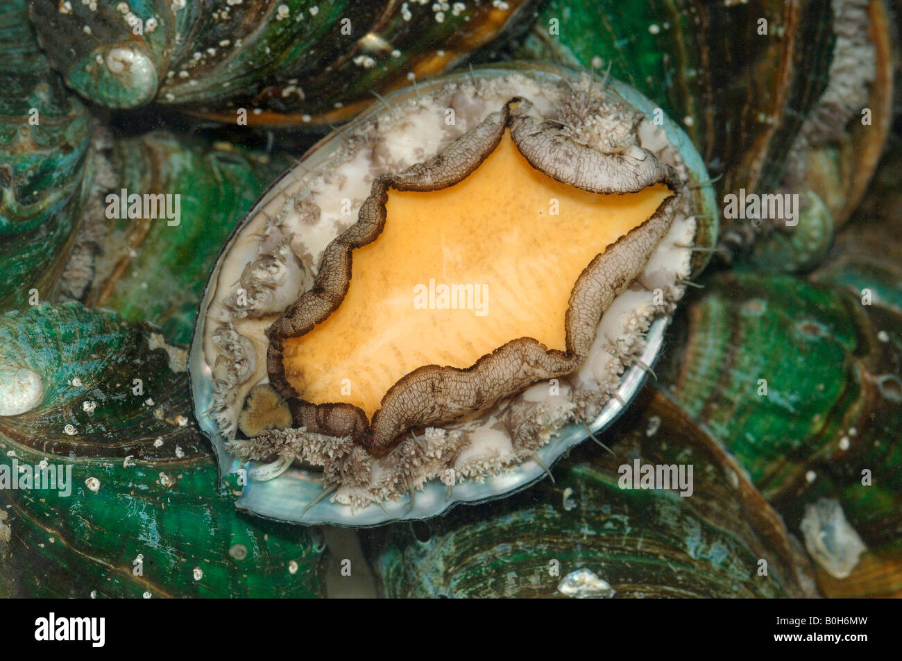 Underside of edible abalone showing large foot Rongcheng China and are thought to boost the immune system Stock Photo