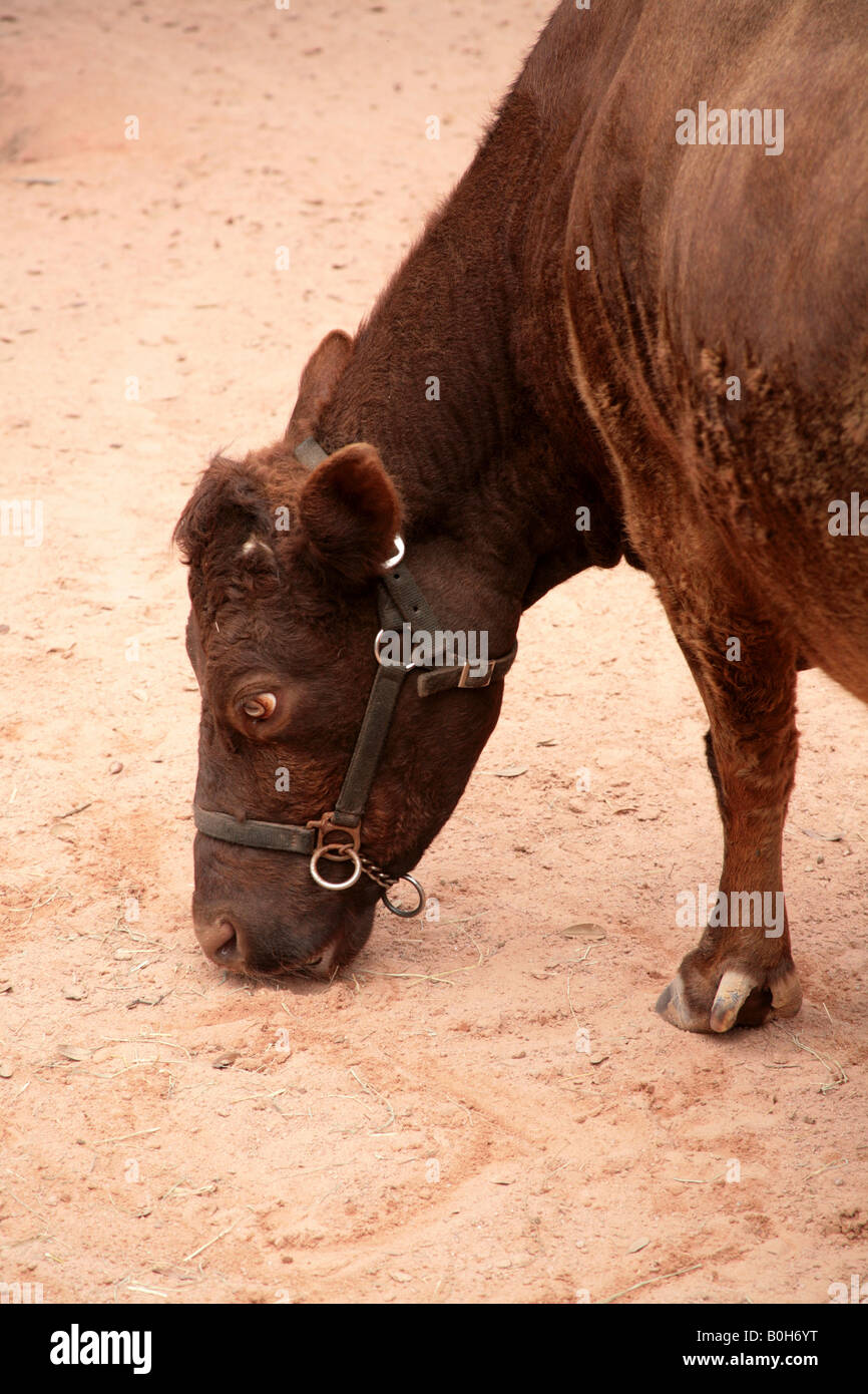 Dexter cattle feeding at a farm Stock Photo Alamy