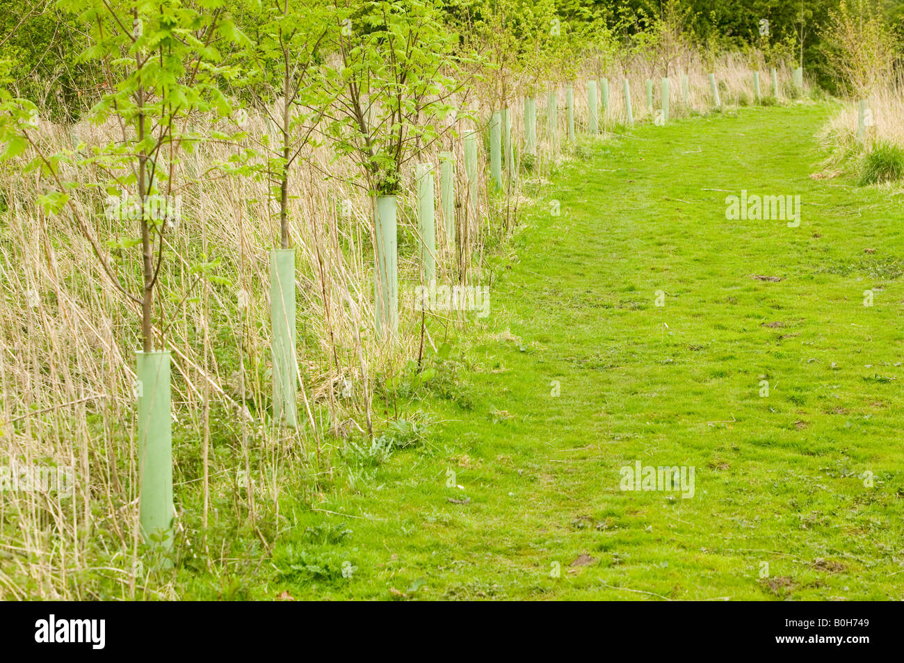 Andrews wood in Ashton Hayes planted to offset carbon emmissions Stock Photo