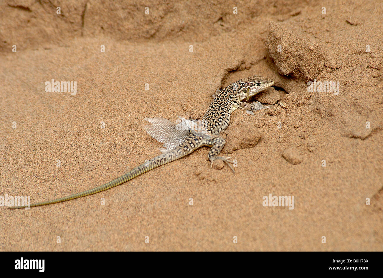 Lizard shedding skin on desert Gansu China Stock Photo