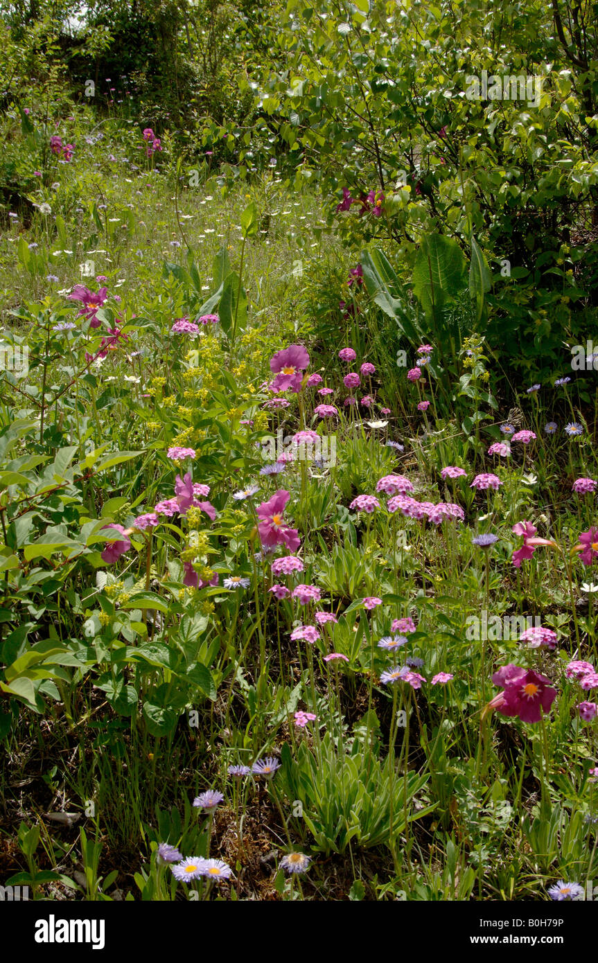 Wildflowers garden Napa Hai NR Yunnan China include Incarvillea Aster and Androsace Stock Photo